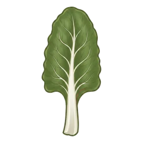 acelga